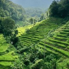 Living in Tabanan Bali: A Complete Guide for Long-Term Stay
