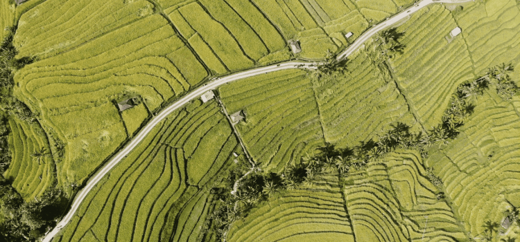 The Allure of Rural Land in Bali 