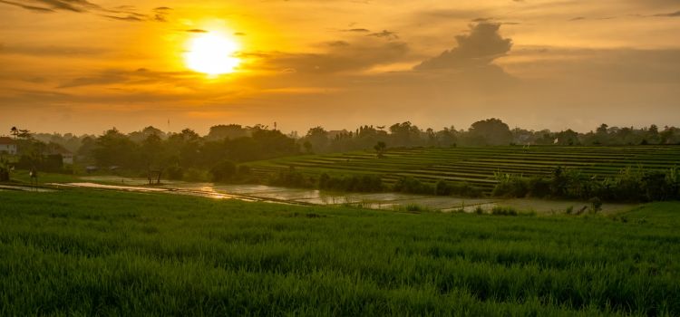 Must-Visit Canggu Villas For Sale