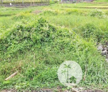7,30 are Land for sale