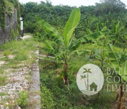 Land For Rent 1,000 sqm