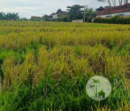 5 Are land, For lease