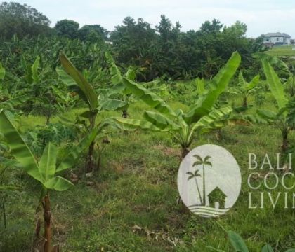Land For Rent 1,000 sqm