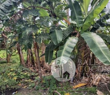 For lease, Land 19,50 are