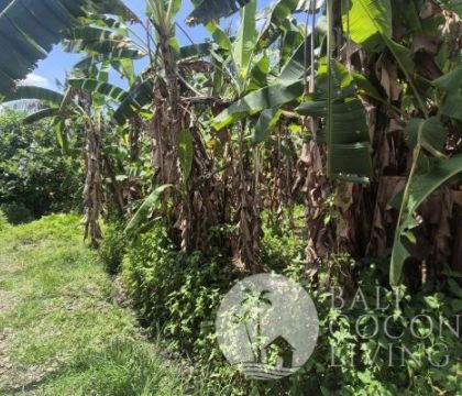 Land For Lease 459 Sqm 