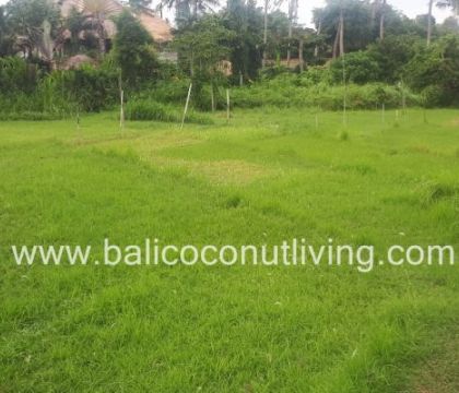 Land For Lease Umalas 3 are 
