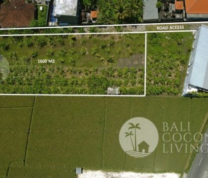 1600 Sqm, For rent land