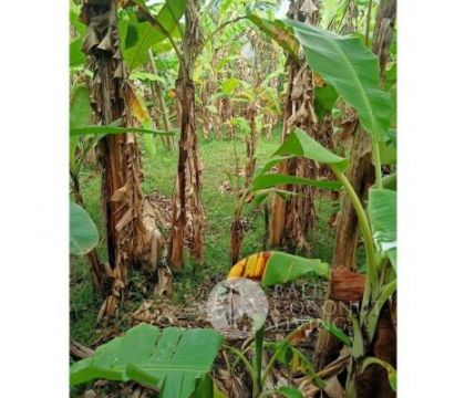 For sale, 5 Are Land