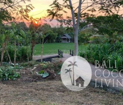 Land for rent 30 are