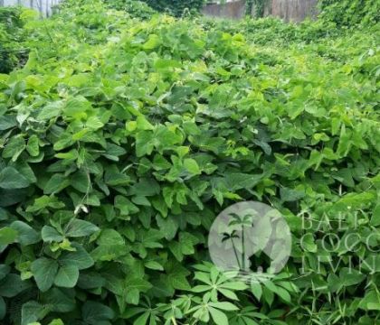 For sale, 465 sqm land