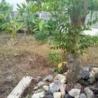 Land 300 sqm, For rent Gallery