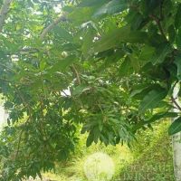 LAND FOR SALE LEASEHOLD 350 SQM  IN FAMOUS BERAWA AREA Gallery