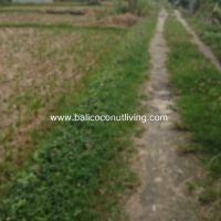 Land For Lease Berawa 2500 sqm Gallery