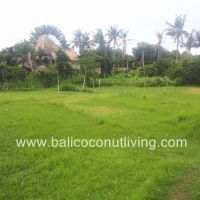 Land For Lease Umalas 3 are  Gallery