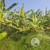 For sale, Land 10 Are Gallery