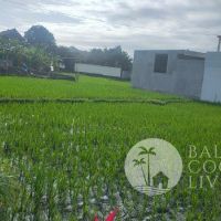 Land 7 are, For rent  Gallery